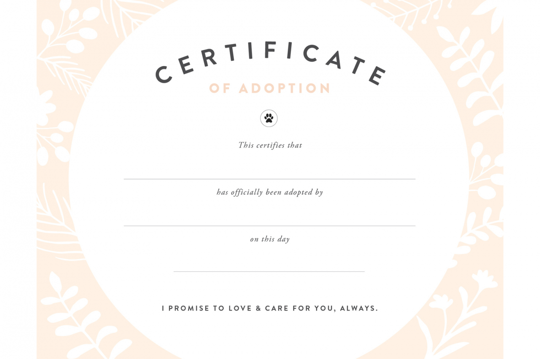 Fan Printable Adoption Certificate | Graham Website Within Blank Adoption Certificate Template