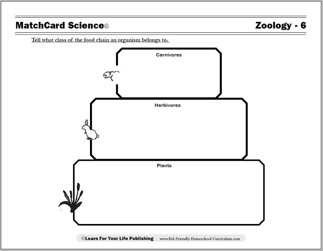 Worksheets Food Chain | Printable Worksheets And Activities In Blank Food Web Template